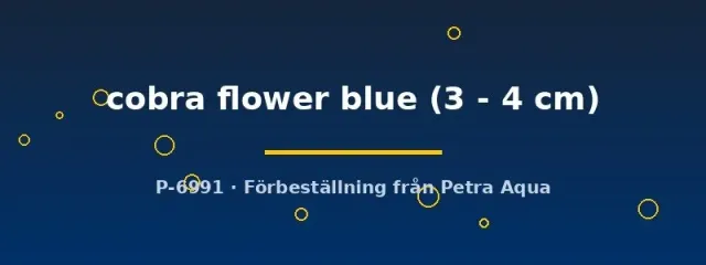 Poecilia reticulata guppy hane cobra flower blue 3–4 cm