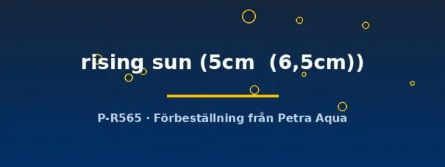 Symphysodon rising sun diskus 5–6,5 cm orange