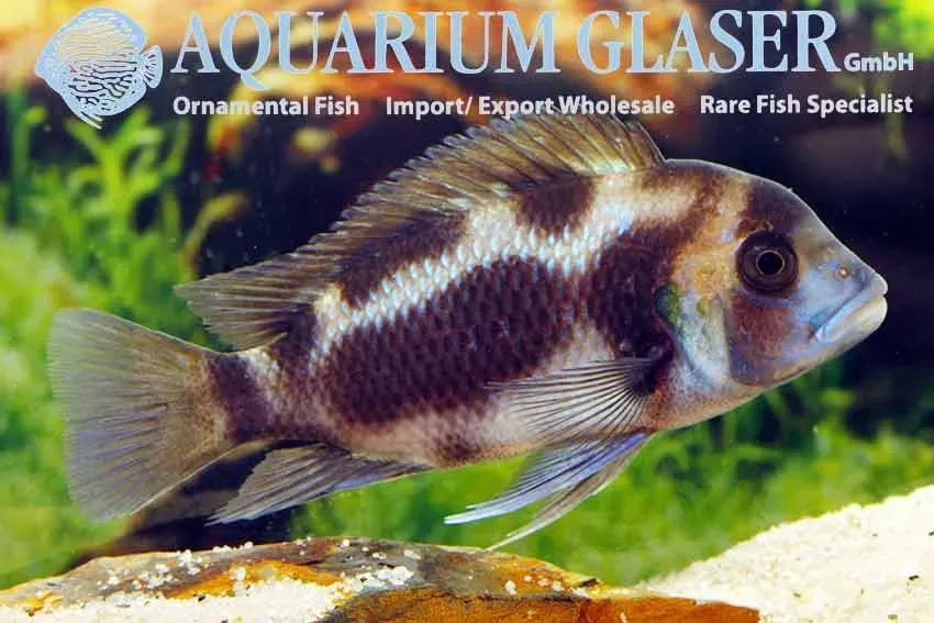 Näsets Frontosa 6-Stripe ciklid 3-4 cm Tanganyika