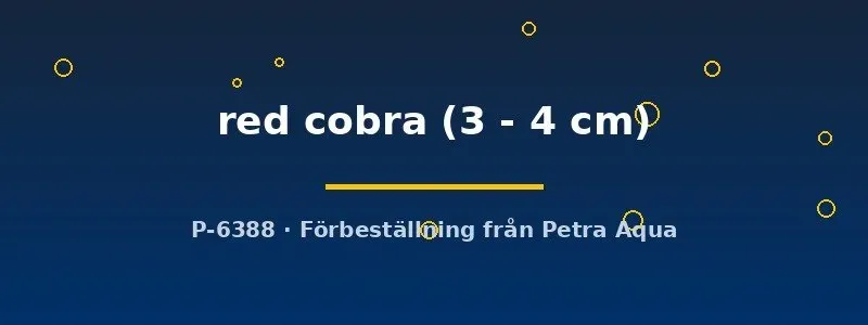 Näsets Red Cobra guppyhona 3–4 cm vildfärg