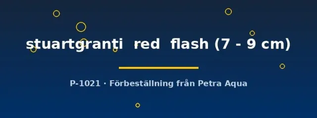 Näsets Ciklidhobby Aulonocara stuartgranti red flash ciklid 7–9 cm