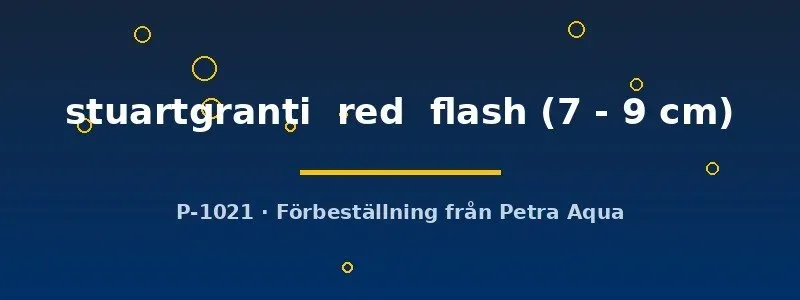 Näsets Ciklidhobby Aulonocara stuartgranti red flash ciklid 7–9 cm