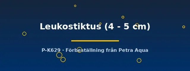Näsets Ciklidhobby Ancistrus Leukostiktus mal 4–5 cm algätare