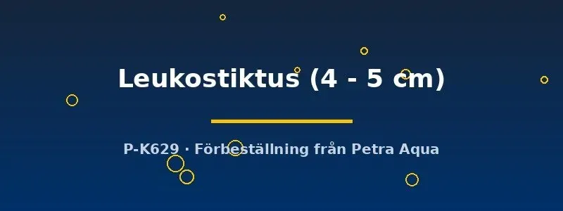 Näsets Ciklidhobby Ancistrus Leukostiktus mal 4–5 cm algätare