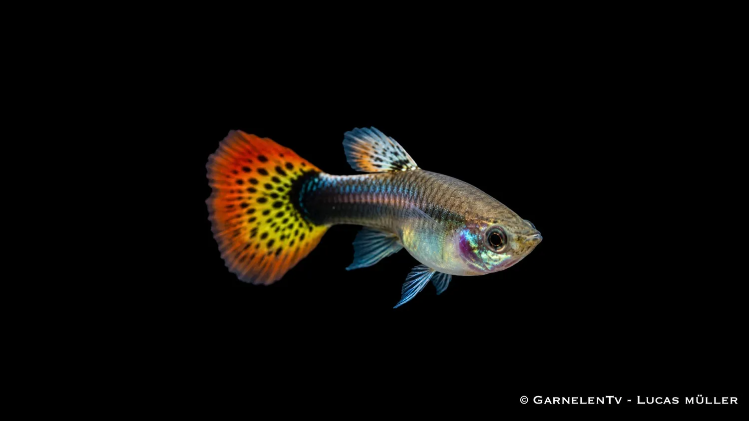 Garnelen TV Guppy hona multicolor akvariefisk