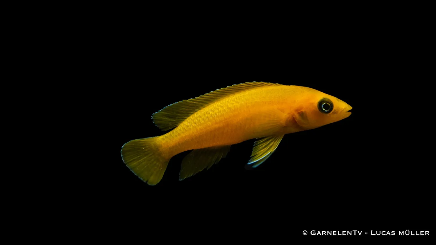 Garnelen TV Neolamprologus leleupi ciklid guld DNZ