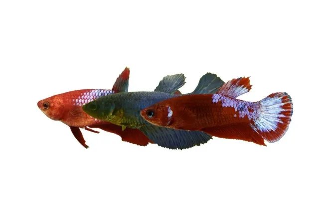 Näsets Ciklidhobby Betta spl. hona plakat mix L kampfisk
