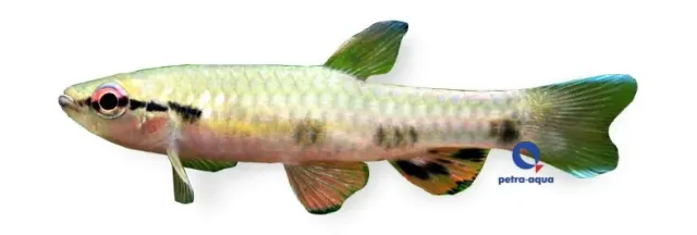 Pyrrhulina spilota fisk 6–7 cm