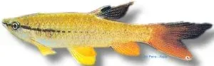 Pyrrhulina laeta akvariefisk 4–5 cm