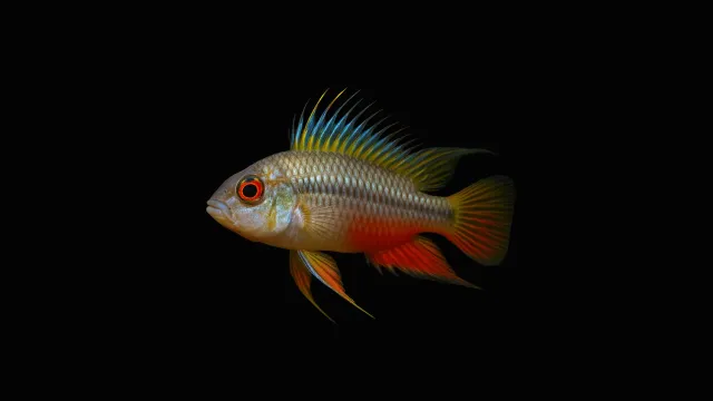 Garnelen TV Agassizi dvärgciklid röd Apistogramma agassizi DNZ