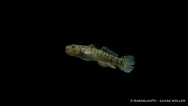 Garnelen TV guldstrimmig grundel Mugilogobius chulae gobi