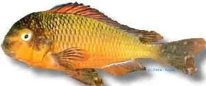 Tropheus moorii Kachese ciklid ö7 cm
