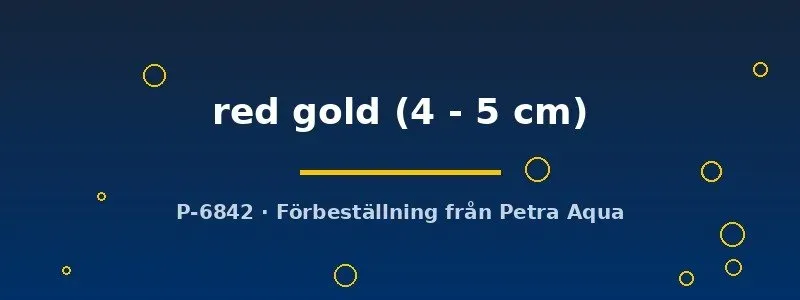Näsets Ciklidhobby helleri red gold svärdbärare 4–5 cm