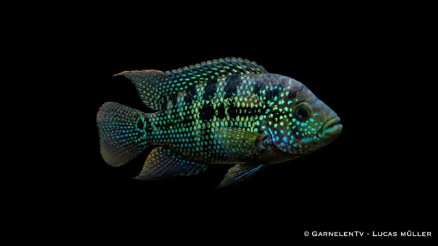 Garnelen TV Rocio octofasciatum ciklid 7–9 cm