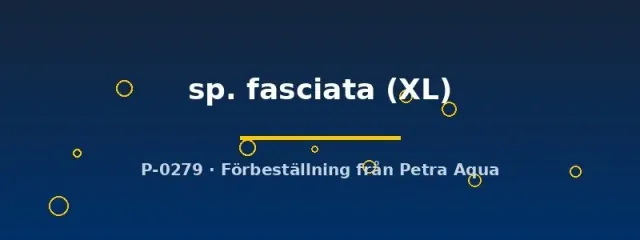 Näsets Ciklidhobby Cryptopharos fasciata XL ciklid