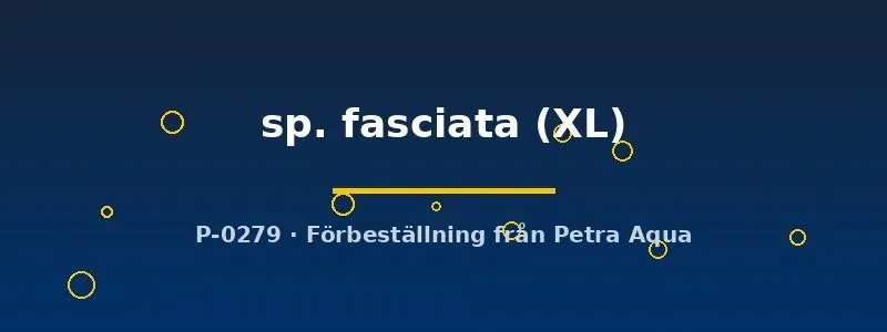 Näsets Ciklidhobby Cryptopharos fasciata XL ciklid