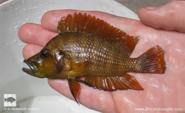 Näsets Ciklidhobby Compressiceps Chaitika ciklid 3 cm