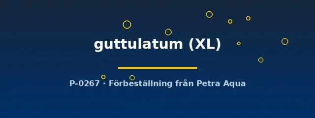 Näsets Ciklidhobby Cichlasoma Guttulatum ciklid XL