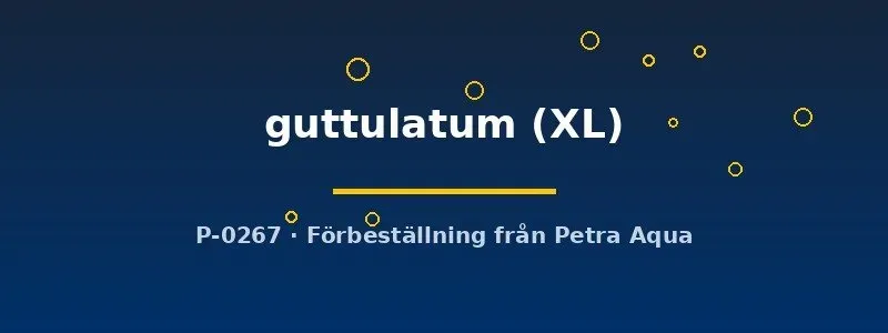 Näsets Ciklidhobby Cichlasoma Guttulatum ciklid XL
