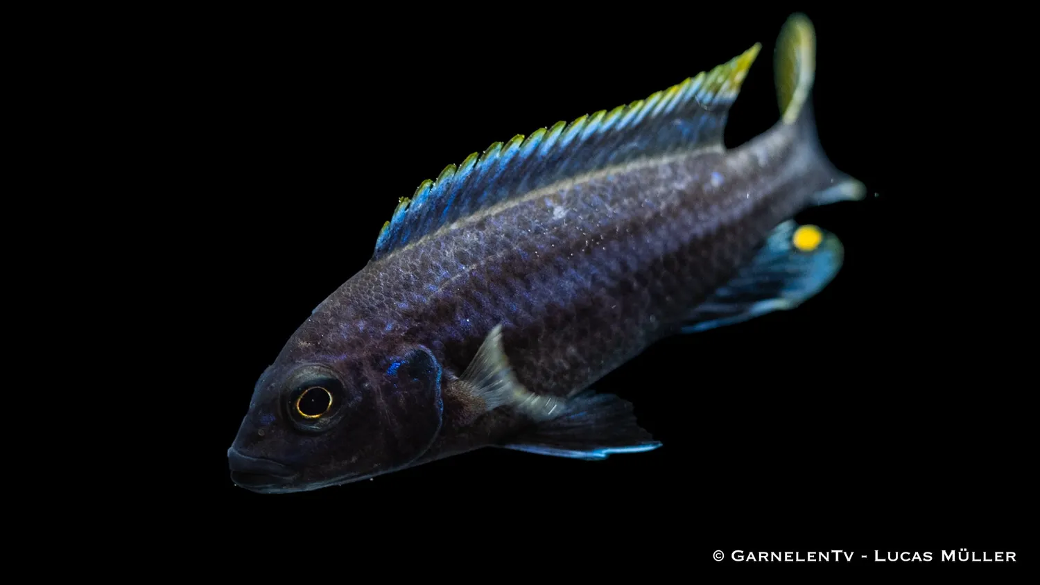 Garnelen TV Melanochromis chipokae ciklid 200L DNZ