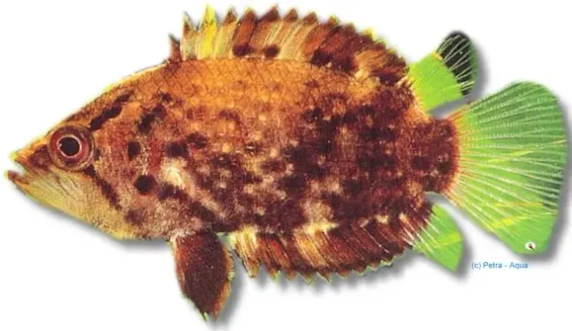 Näsets Ciklidhobby Polycentrus schomburgki lövfisk 3,5-4 cm flik