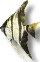 Näsets Ciklidhobby Altum Peruensis skalar 4–5 cm