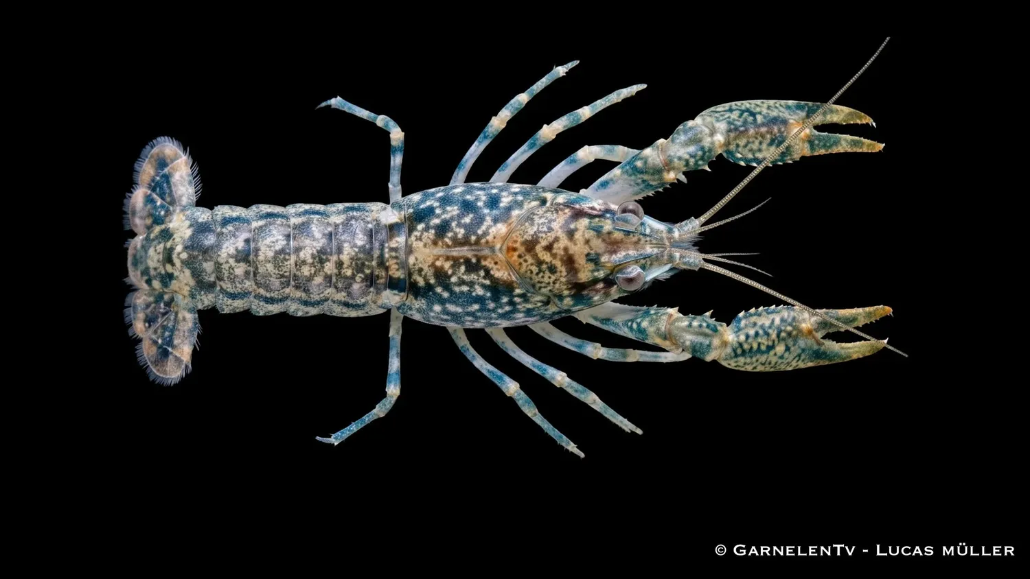Garnelen TV Louisiana dvärgkräfta Cambarellus shufeldtii