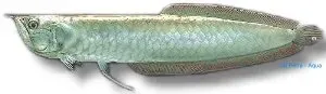 Näsets Ciklidhobby Osteoglossum bicirrhosum arawana 15–20cm