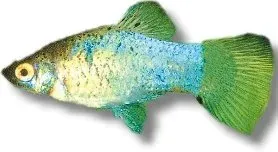 Platy Blue tuxedo akvariefisk XL