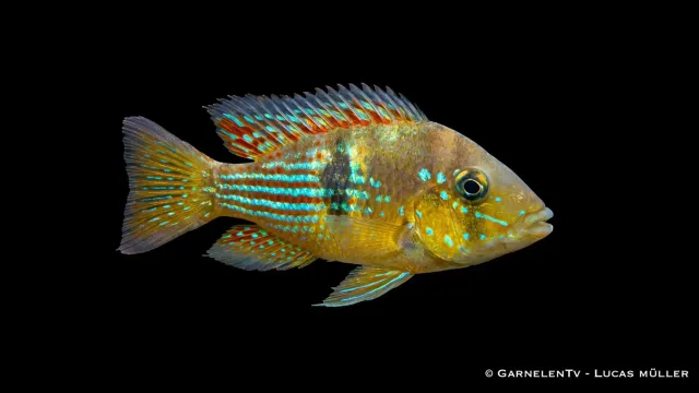 Garnelen TV Gymnogeophagus rhabdotus ciklid kalltålig