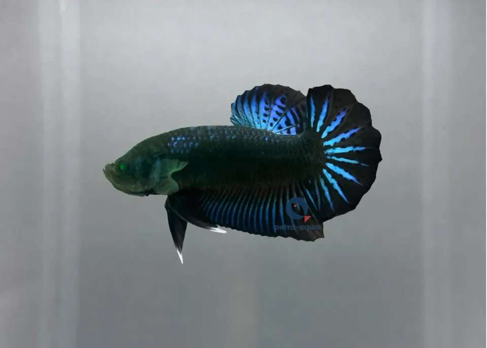 Näsets Ciklidhobby Betta plakat Green Eye Hulk kampfisk 4–5 cm
