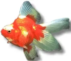 Näsets Ciklidhobby Carassius auratus red white fisk 11–13 cm
