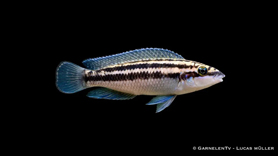 Julidochromis dickfeldi ciklid – parbildande klippciklid