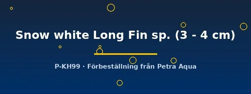 Näsets L144 Ancistrus Snow white Long Fin mal 3–4 cm