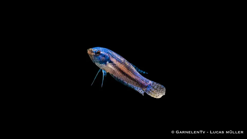 Garnelen TV Alien kampffisk hane Betta sp. akvariefisk sällsynt
