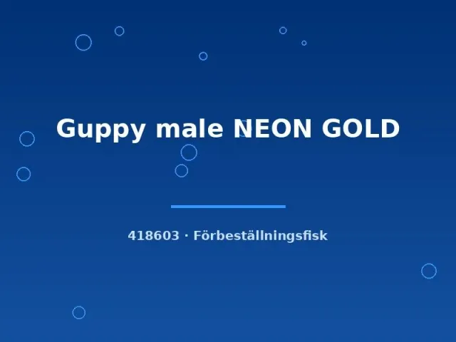 Näsets Ciklidhobby Guppy Neon Gold hane lg akvariefisk