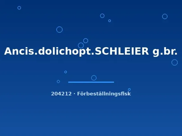 Näsets Ciklidhobby Ancistrus Schleier mal 4–5 cm slöjfenad