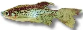 Leoparddanio slöjfenad stimfisk över 3,8 cm
