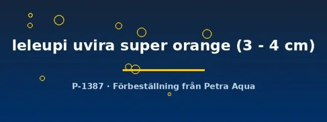 Lamprologus leleupi Uvira Super Orange ciklid 3–4 cm