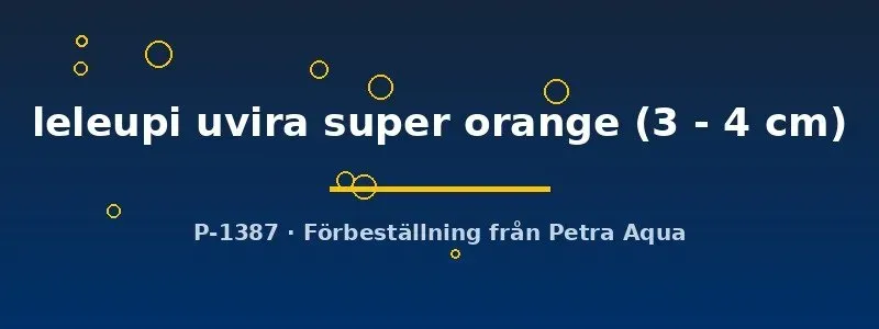 Lamprologus leleupi Uvira Super Orange ciklid 3–4 cm