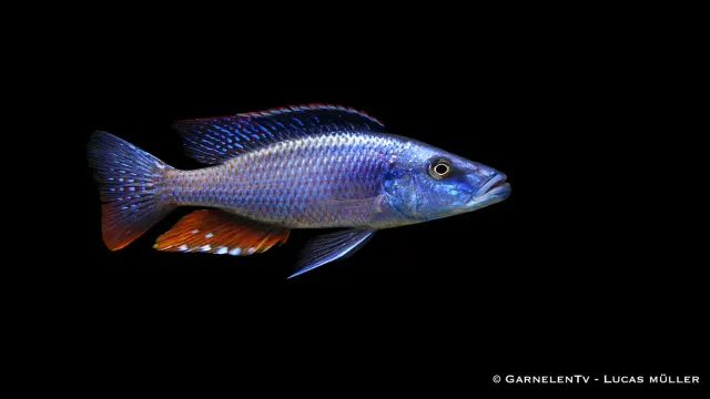 Garnelen TV Dimidiochromis compressiceps ciklid Malawi