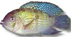 Näsets Ciklidhobby Blue Acara ciklid 7–9 cm