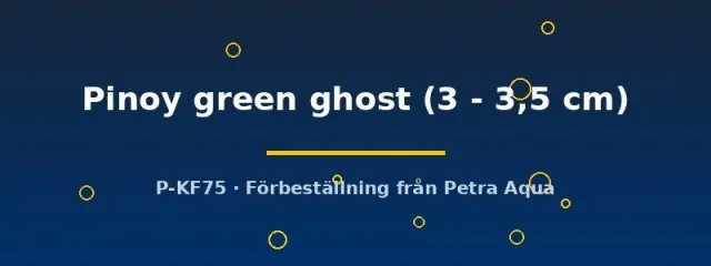 Näsets Ciklidhobby Pinoy Green Ghost 3–3,5 cm skalar grön