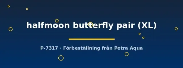 Näsets Ciklidhobby Halfmoon Butterfly bettapar XL