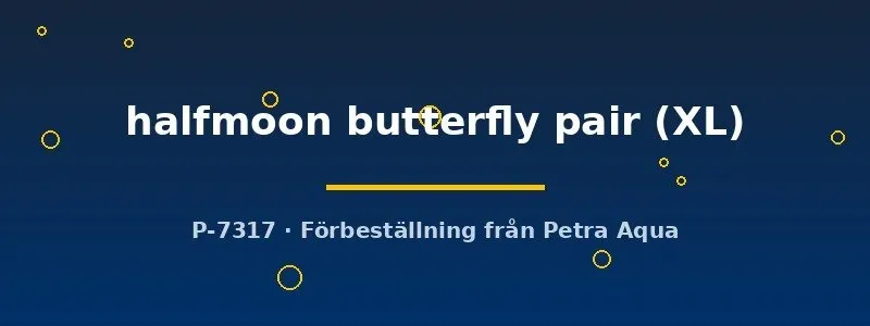Näsets Ciklidhobby Halfmoon Butterfly bettapar XL