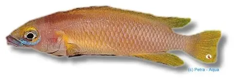 Näsets Ciklidhobby Lemon Cichlid leleupi lilac fisk 4-5 cm