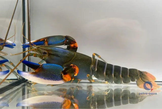 Näsets Ciklidhobby Papua Blue Kong 7–10 cm kräfta blå