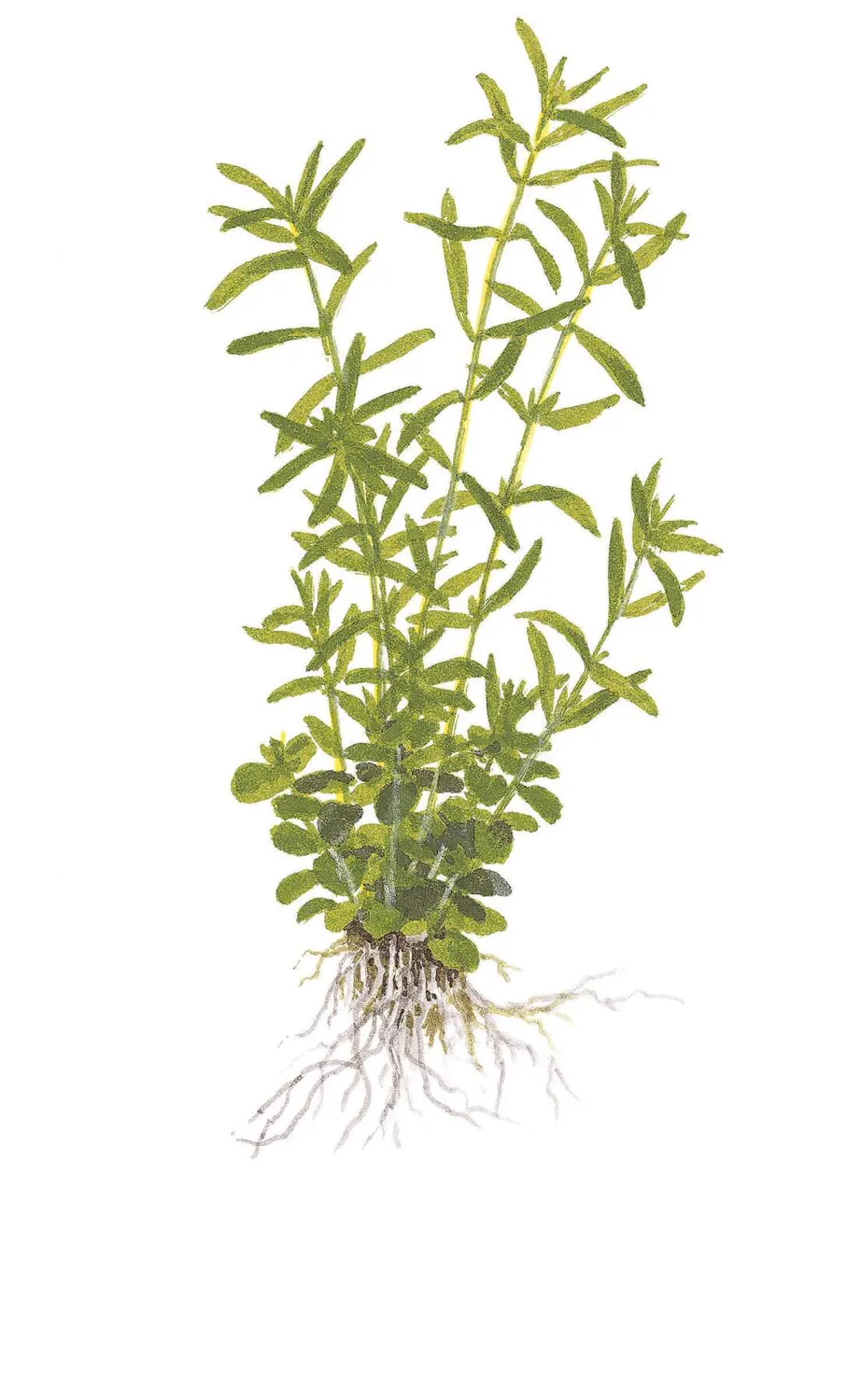 Akvarievalvet Rotala rotundifolia Green akvarieväxt