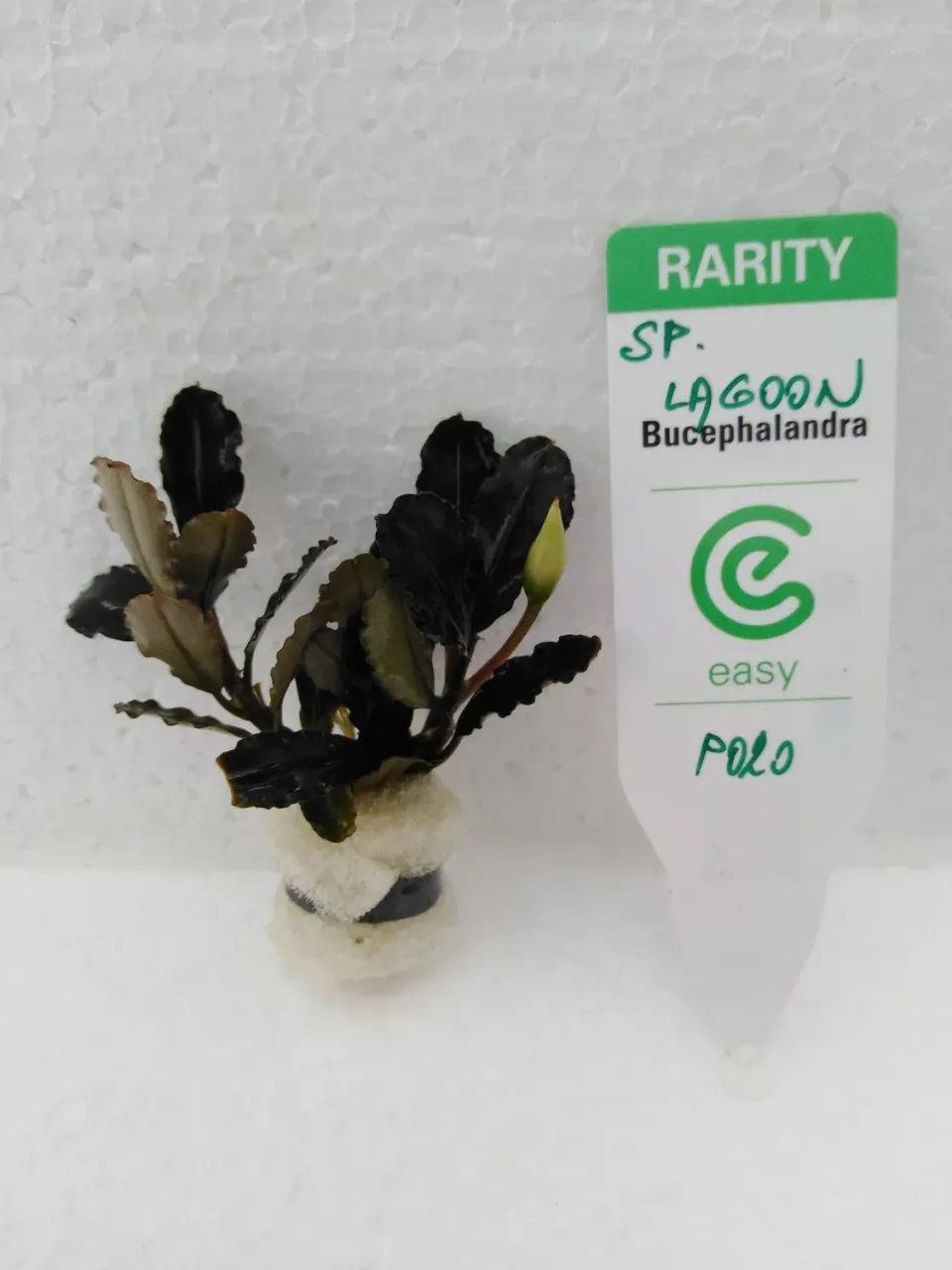 Näsets Ciklidhobby Bucephalandra lagoon akvarieväxt Easy8