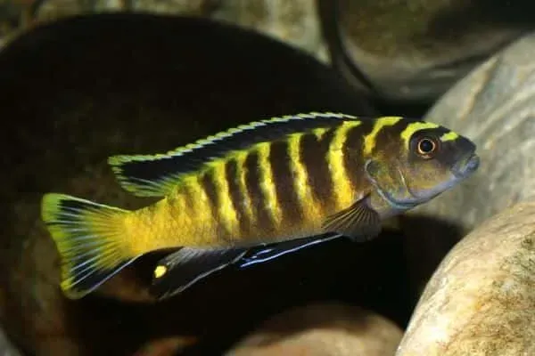 Näsets Ciklidhobby Chindongo flavus ciklid gul mbuna